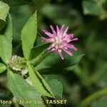 Trifolium resupinatum Flower