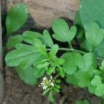 Cardamine bonariensis Other