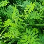 Mimosa diplotricha Φύλλο