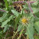 Centaurea benedicta 整株植物