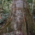 Julbernardia seretii Corteza