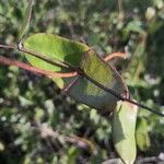 Lonicera implexa Lapas