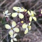 Eruca vesicaria Цветок