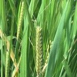 Triticum aestivum Frukt