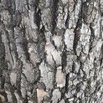 Fraxinus pennsylvanica Bark