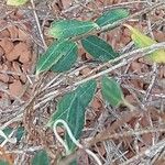 Billardiera longiflora Foglia