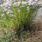 Aster tataricus Blomma