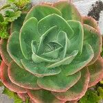 Echeveria giganteaЛіст