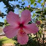 Hibiscus rosa-sinensisFlower