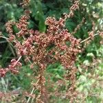 Rumex conglomeratus Φρούτο