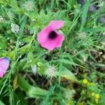 Linum pubescens Flower