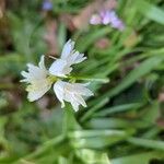 Allium pendulinum फूल