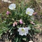 Eulobus californicus Flower