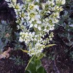 Veratrum californicum Flor
