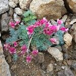 Dicentra peregrina موطن