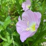 Oenothera speciosaÕis