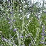 Salvia abrotanoidesFlower