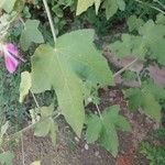 Malva thuringiaca Leaf