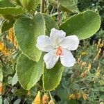 Hibiscus flavifoliusफूल