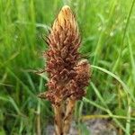 Orobanche elatior फूल