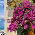 Bougainvillea spectabilis Flower