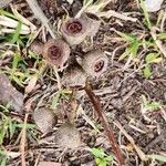 Eucalyptus pilularis Fruitua