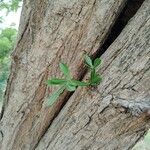 Crescentia alata Hoja