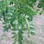 Cordyla africana Leaf