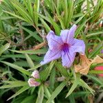 Ruellia simplex Çiçek