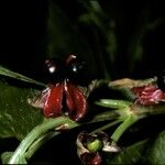 Lonicera involucrata Fruct