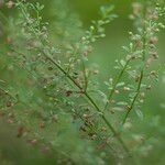 Scoparia dulcis Plod