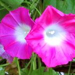 Ipomoea tricolor Çiçek