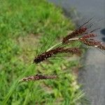 Echinochloa muricata Fruit