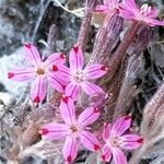 Pistorinia hispanica Flower