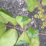 Zanthoxylum rhoifolium Blad