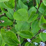 Syringa pubescens Blad