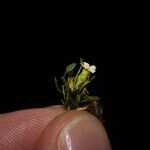 Ourisia muscosa Flower