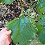 Cardiocrinum giganteum 葉