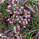 Thymus nervosus অভ্যাস