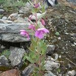 Epilobium speciosum Hábito