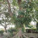 Ficus altissima 整株植物