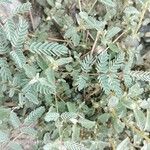 Hoffmannseggia glauca Leaf