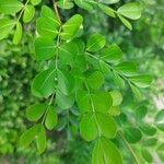 Haematoxylum campechianum Blad