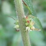 Pouzolzia obliqua Corteza