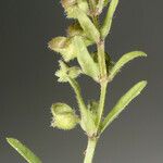 Scutellaria racemosa عادت داشتن