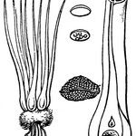 Isoetes lacustris Diğer