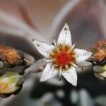 Graptopetalum paraguayense Квітка