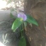 Commelina erecta Квітка