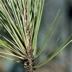Pinus echinata Hoja