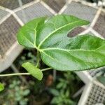 Aristolochia trilobata 叶